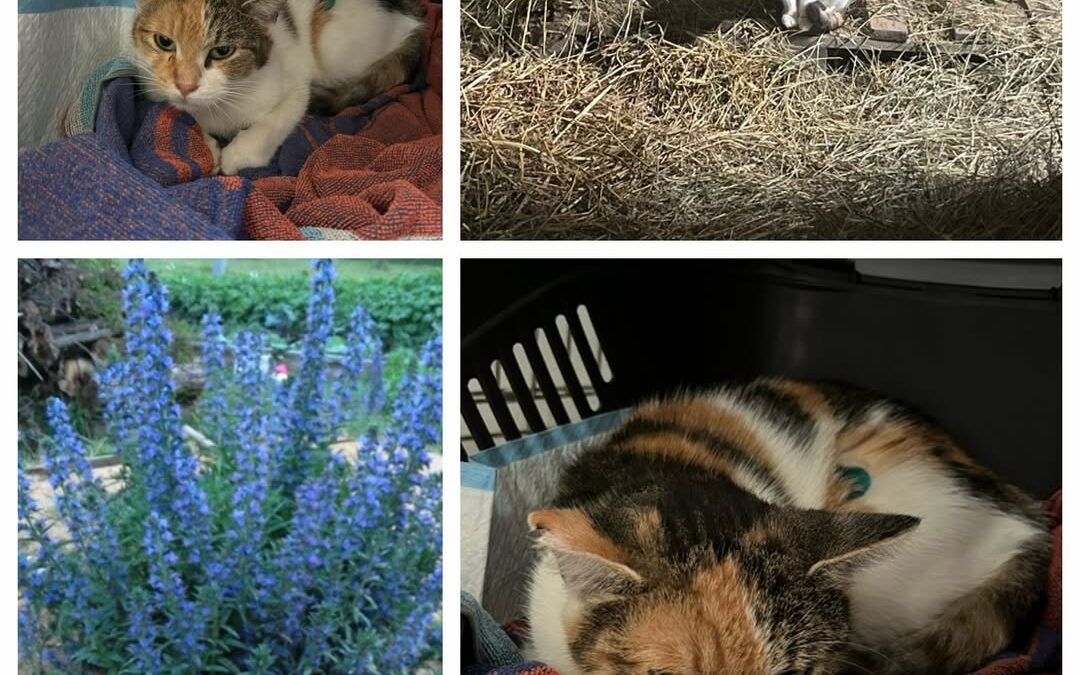 PROJEKT FELITI KASTRUJE – PŘÍBĚH č. 9695

A tady se naše pomoc vracela na Opavsk…