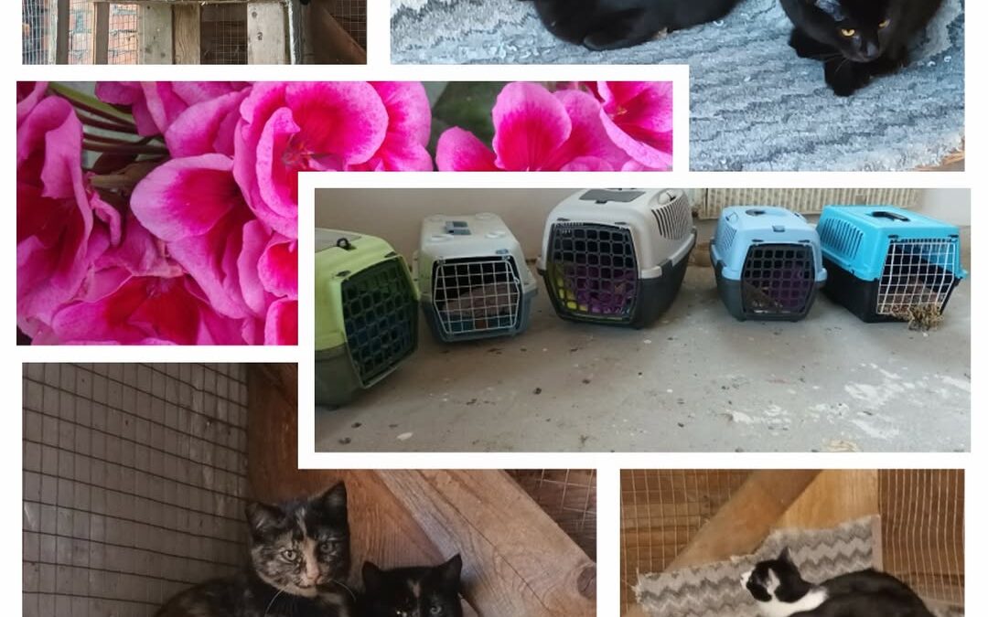 PROJEKT FELITI KASTRUJE – PŘÍBĚH č. 9701-9705

Do sousedního neobydleného domu p…