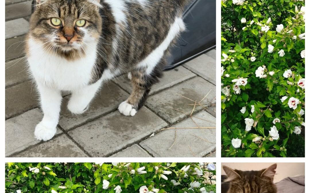 PROJEKT FELITI KASTRUJE – PŘÍBĚH č. 9714

Zde přečtete povídání z pera paní Kris…