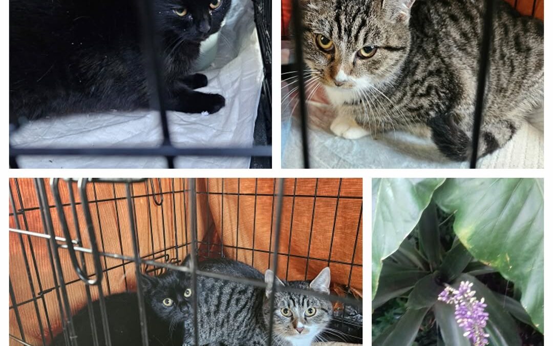 PROJEKT FELITI KASTRUJE – PŘÍBĚH č. 9715-9716

Feliti opět pomáhalo v Meziměstí,…