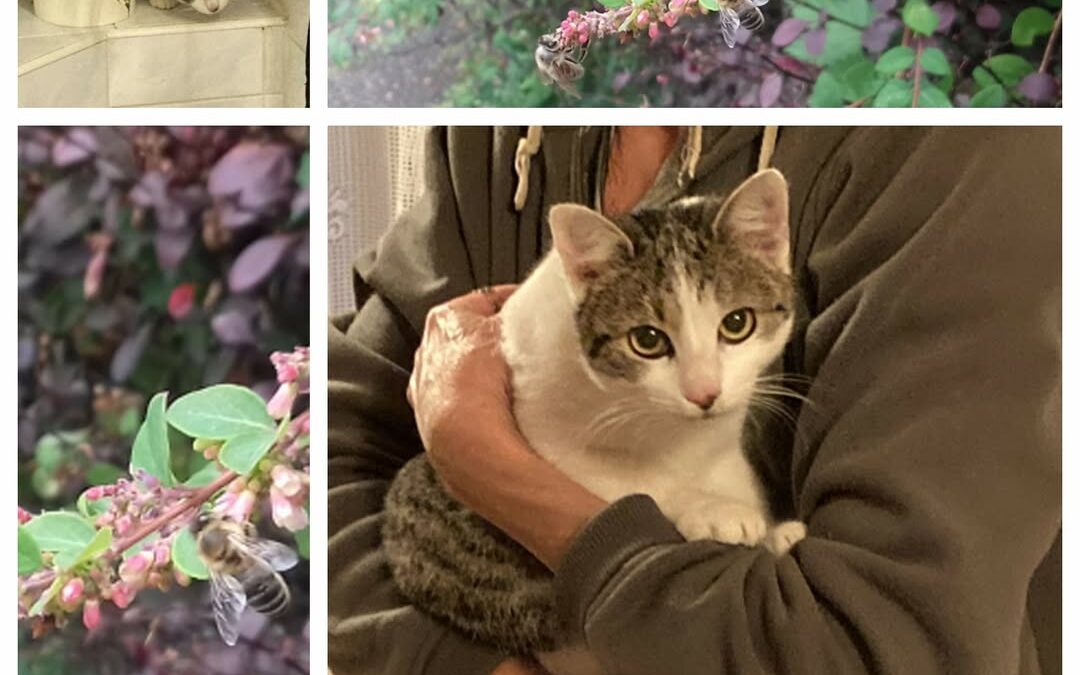 PROJEKT FELITI KASTRUJE – PŘÍBĚH č. 9719

V květnu jsme mi pomohli s kastrací ko…