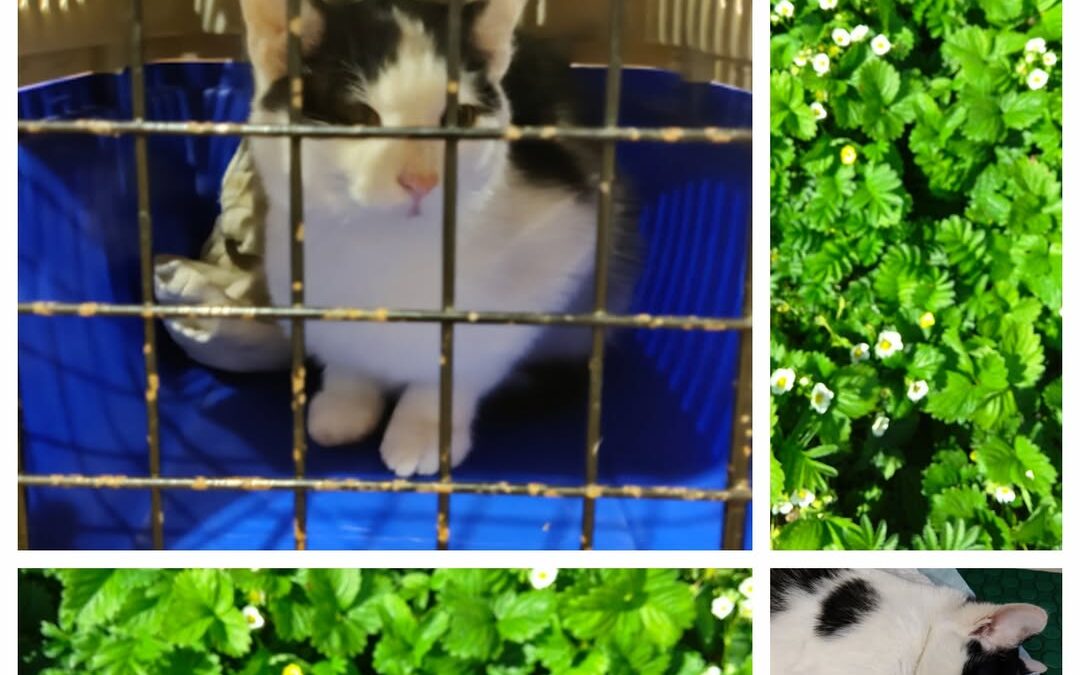 PROJEKT FELITI KASTRUJE – PŘÍBĚH č. 9720

Další pěkné čtení nabídne příběh paní …