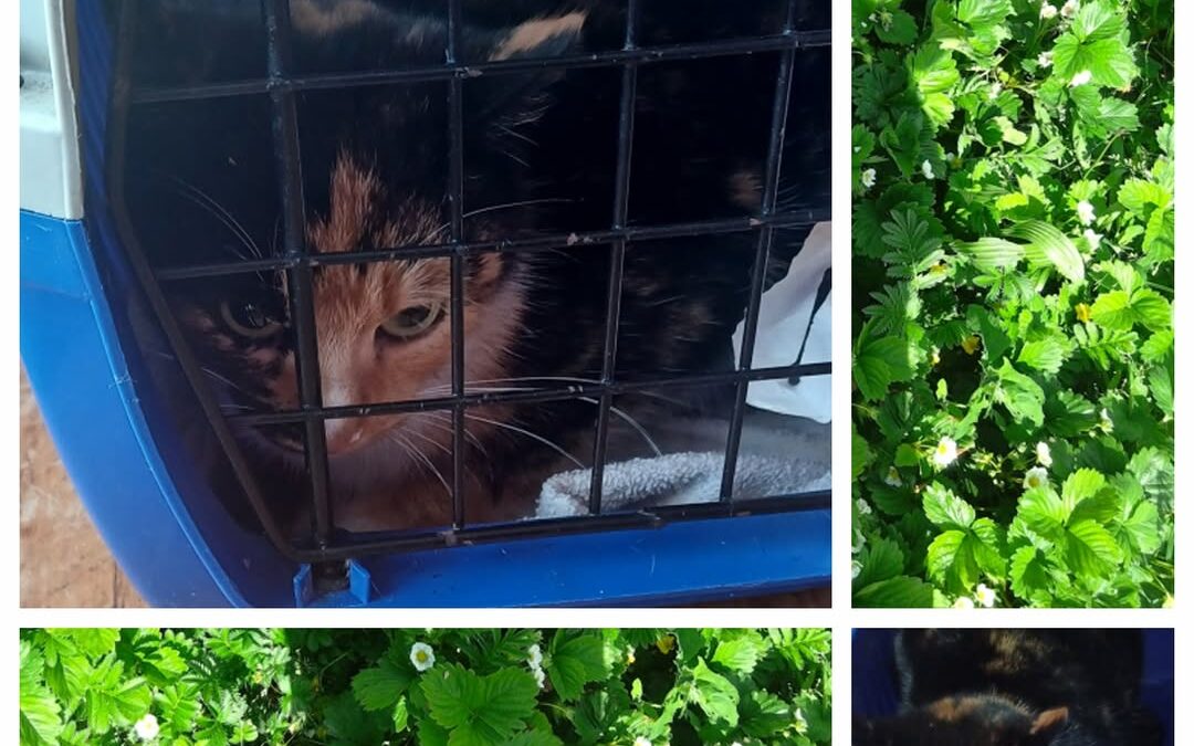 PROJEKT FELITI KASTRUJE – PŘÍBĚH č. 9740

Někteří si možná pamatují příběh paní …