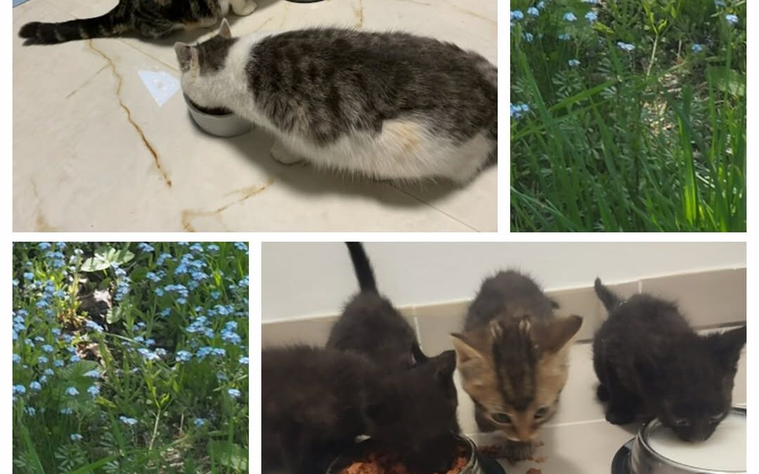 PROJEKT FELITI KASTRUJE – PŘÍBĚH č. 9744-9745

Další pomoc s kastracemi mířila d…