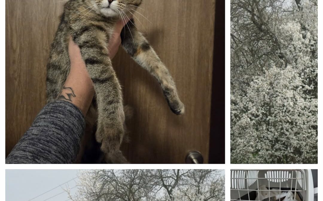 PROJEKT FELITI KASTRUJE – PŘÍBĚH č. 9777

Tato mourovatá kočička se k paní Marti…