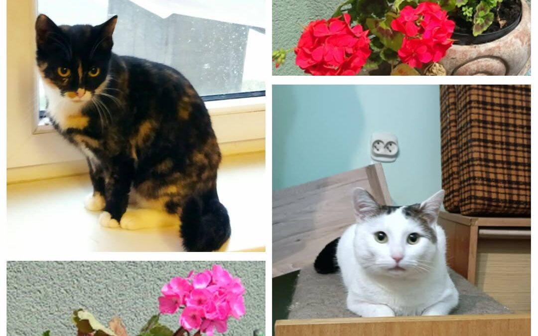PROJEKT FELITI KASTRUJE – PŘÍBĚH č. 9786-9787

Naši pomoc s úhradou kastrace pot…
