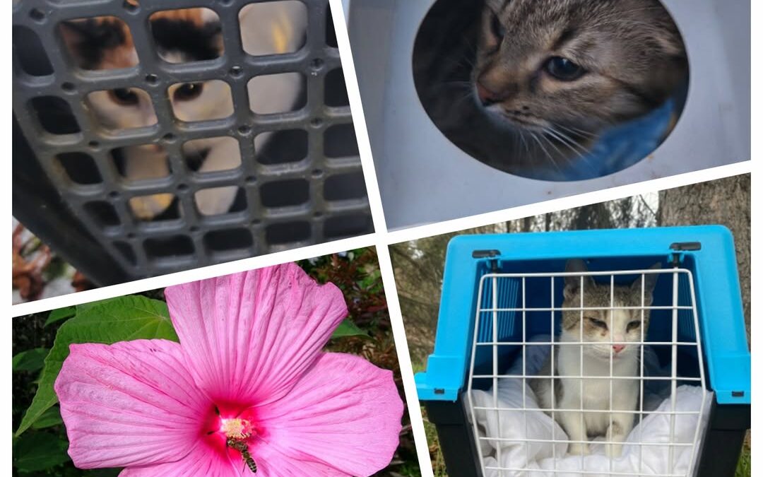 PROJEKT FELITI KASTRUJE – PŘÍBĚH č. 9789-9791

Vracíme se k příběhu starší drobe…