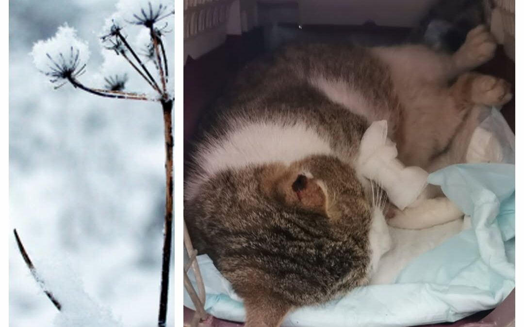 PROJEKT FELITI KASTRUJE – PŘÍBĚH č. 9810

Vesnický kocourek, co se přitoulal již…