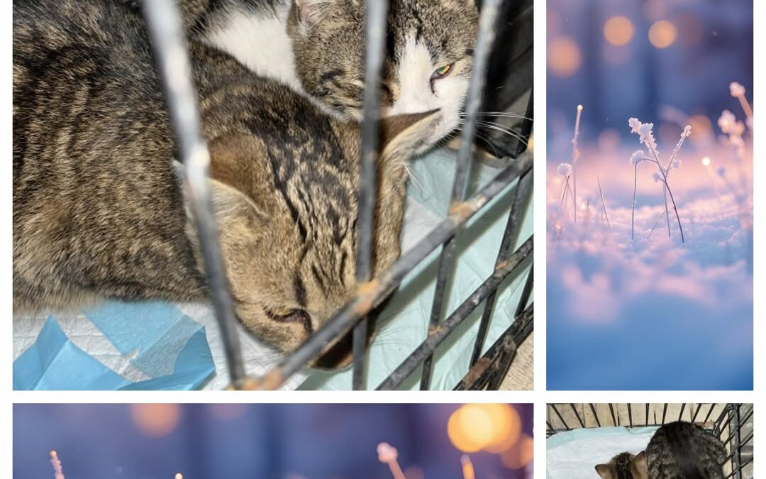 PROJEKT FELITI KASTRUJE – PŘÍBĚH č. 9816-9817

Pokračování příběhu bandy opuštěn…