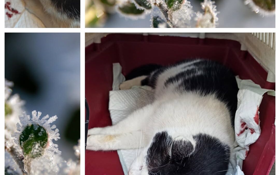 PROJEKT FELITI KASTRUJE – PŘÍBĚH č. 9836

Další, kdo měl na Plzeňsku úhradu kast…
