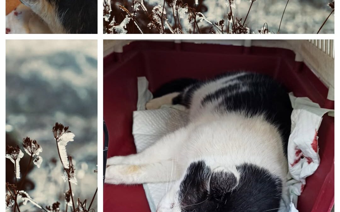PROJEKT FELITI KASTRUJE – PŘÍBĚH č. 9841

Po delší době tu máme zase jeden příbě…