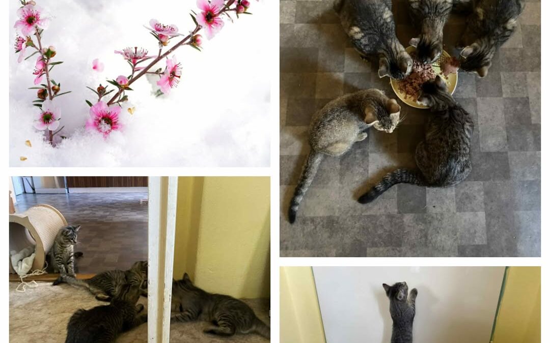 PROJEKT FELITI KASTRUJE – PŘÍBĚH č. 9842-9846

Loni v březnu paní Monika zachrán…