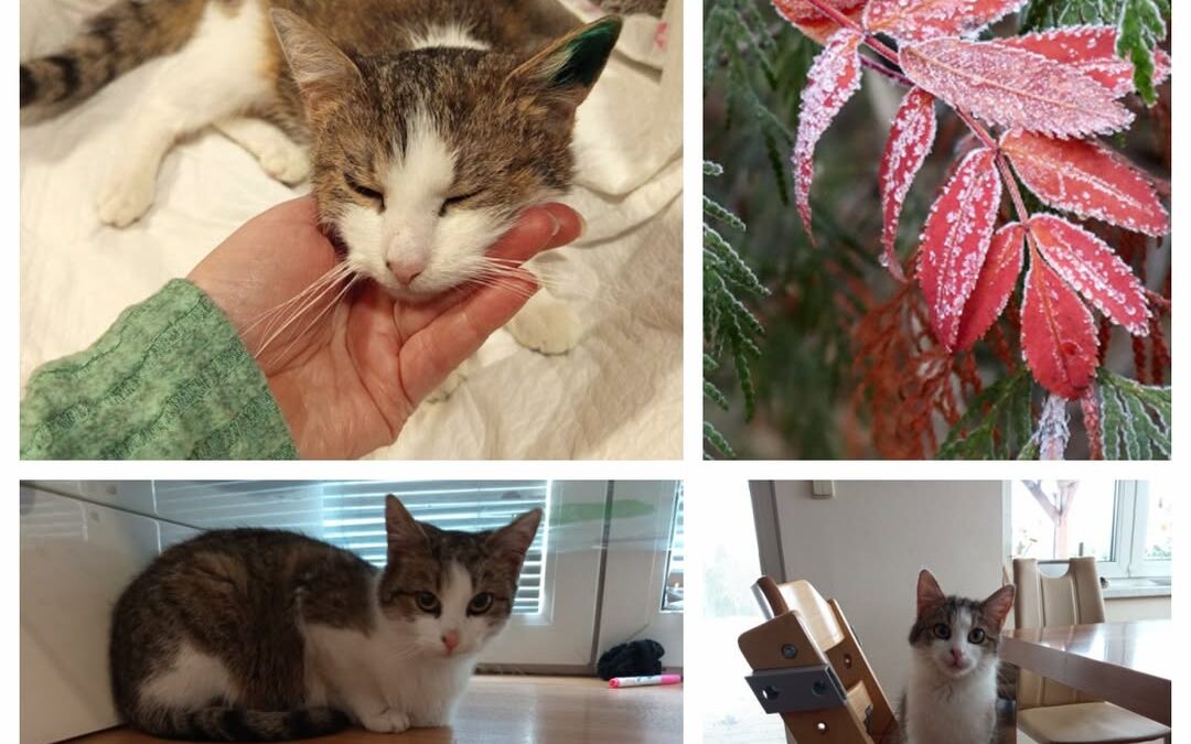 PROJEKT FELITI KASTRUJE – PŘÍBĚH č. 9851

Tento příběh je z Jihomoravského kraje…
