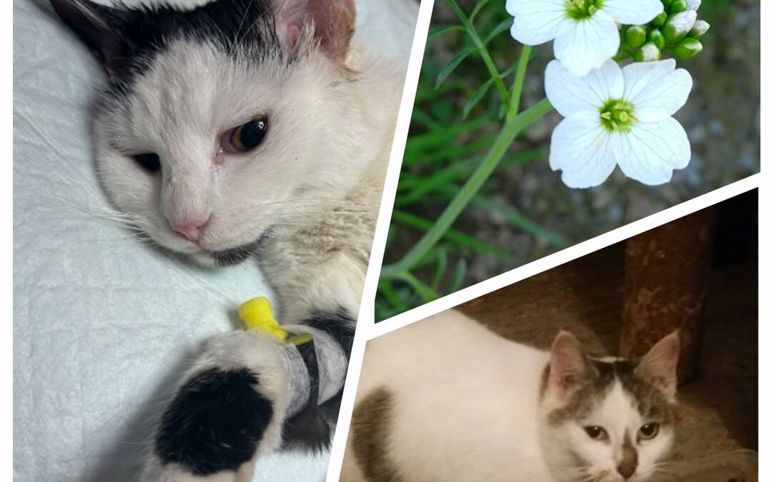 PROJEKT FELITI KASTRUJE – PŘÍBĚH č. 9861-9862

Příběh pana Jana je z Olomoucka. …