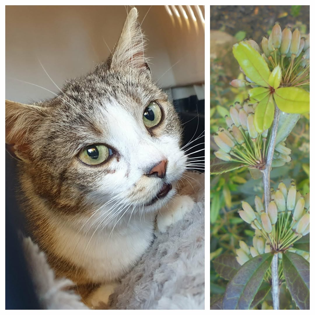 PROJEKT FELITI KASTRUJE – PŘÍBĚH č. 9863

Příběh, v němž pomoc potřebovala paní ...