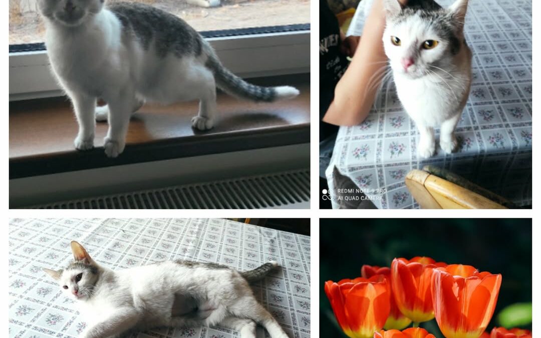 PROJEKT FELITI KASTRUJE – PŘÍBĚH č. 9865

Z Královéhradeckého kraje nám napsala …