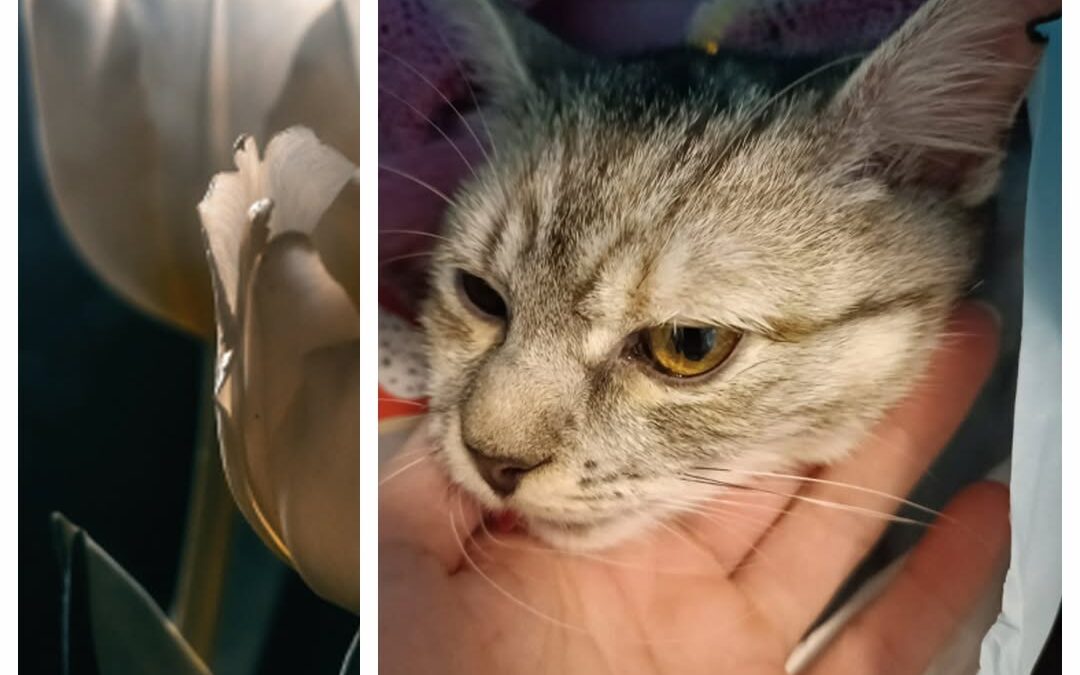 PROJEKT FELITI KASTRUJE – PŘÍBĚH č. 9866

I tento Středočeský příběh paní Radky …