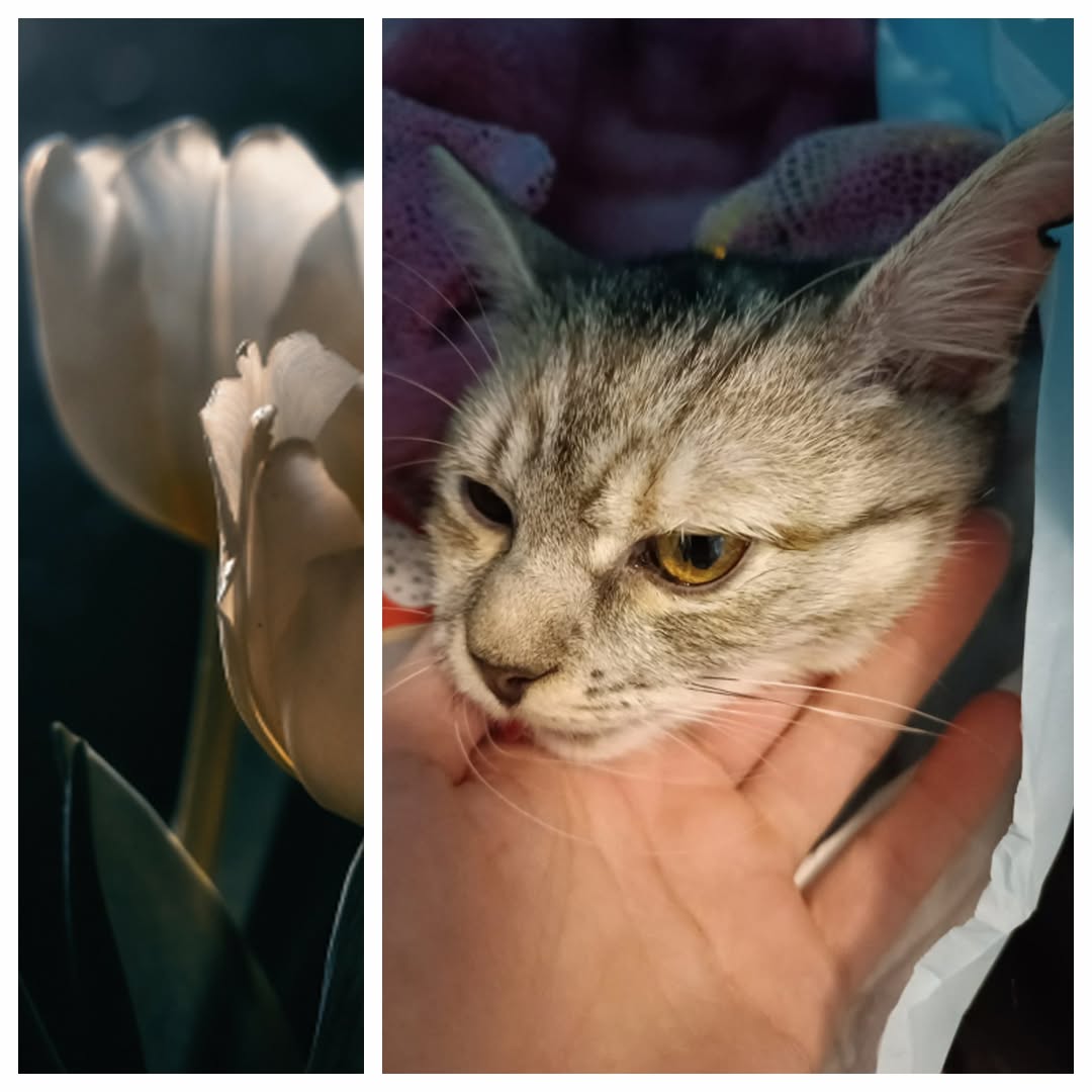 PROJEKT FELITI KASTRUJE – PŘÍBĚH č. 9866

I tento Středočeský příběh paní Radky ...