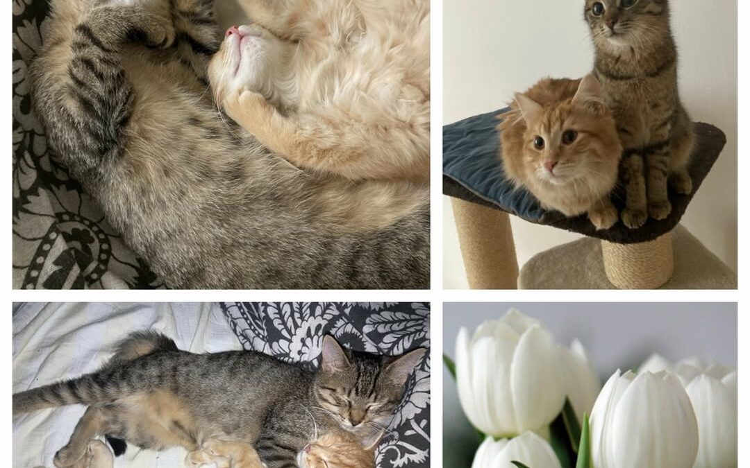 PROJEKT FELITI KASTRUJE – PŘÍBĚH č. 9867-9868

Nyní tu máme příběh z jedné čtvrt…