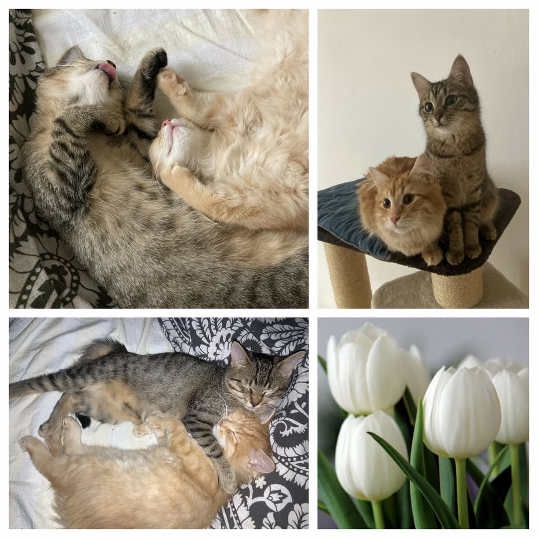 PROJEKT FELITI KASTRUJE – PŘÍBĚH č. 9867-9868

Nyní tu máme příběh z jedné čtvrt...