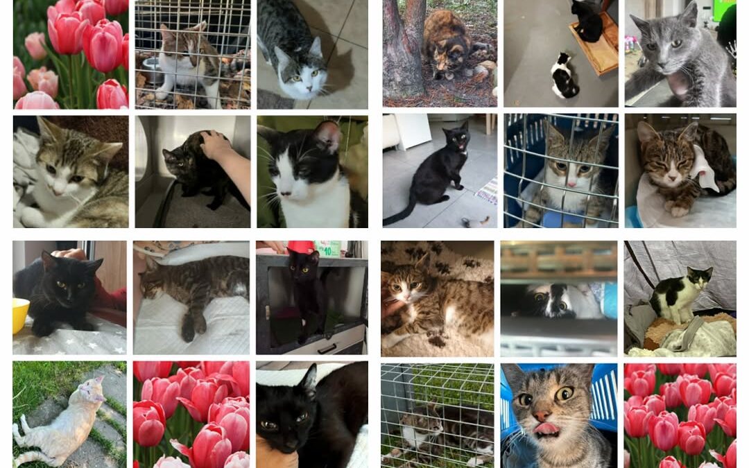 PROJEKT FELITI KASTRUJE – PŘÍBĚH č. 9869-9900

Náš dnešní příběh bude poněkud ne…