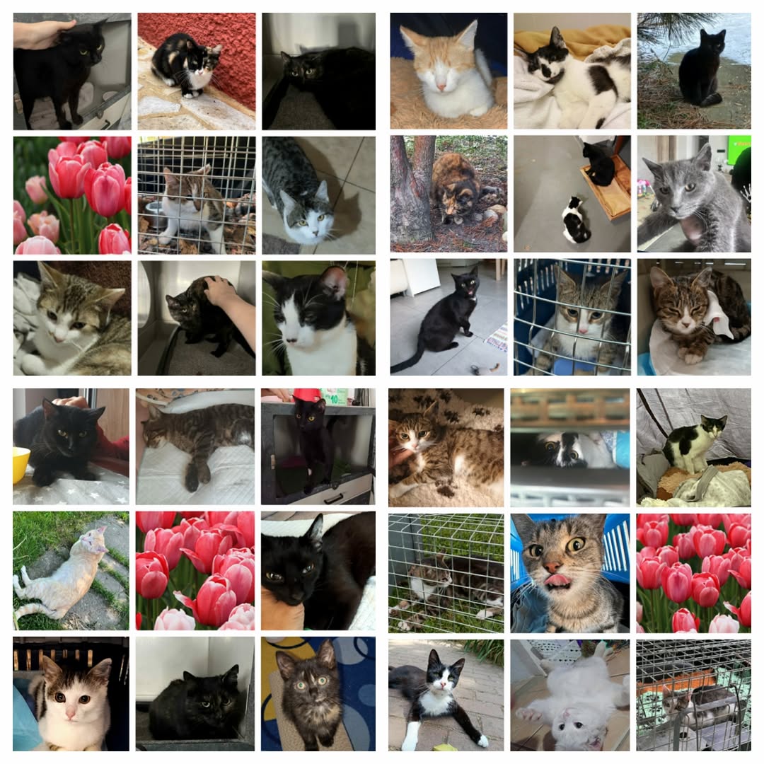 PROJEKT FELITI KASTRUJE – PŘÍBĚH č. 9869-9900

Náš dnešní příběh bude poněkud ne...