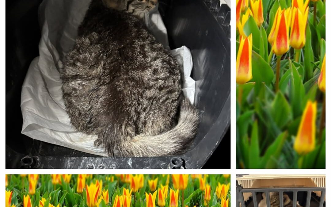 PROJEKT FELITI KASTRUJE – PŘÍBĚH č. 9901

Známý příběh z Říčan u Prahy, kde žije…