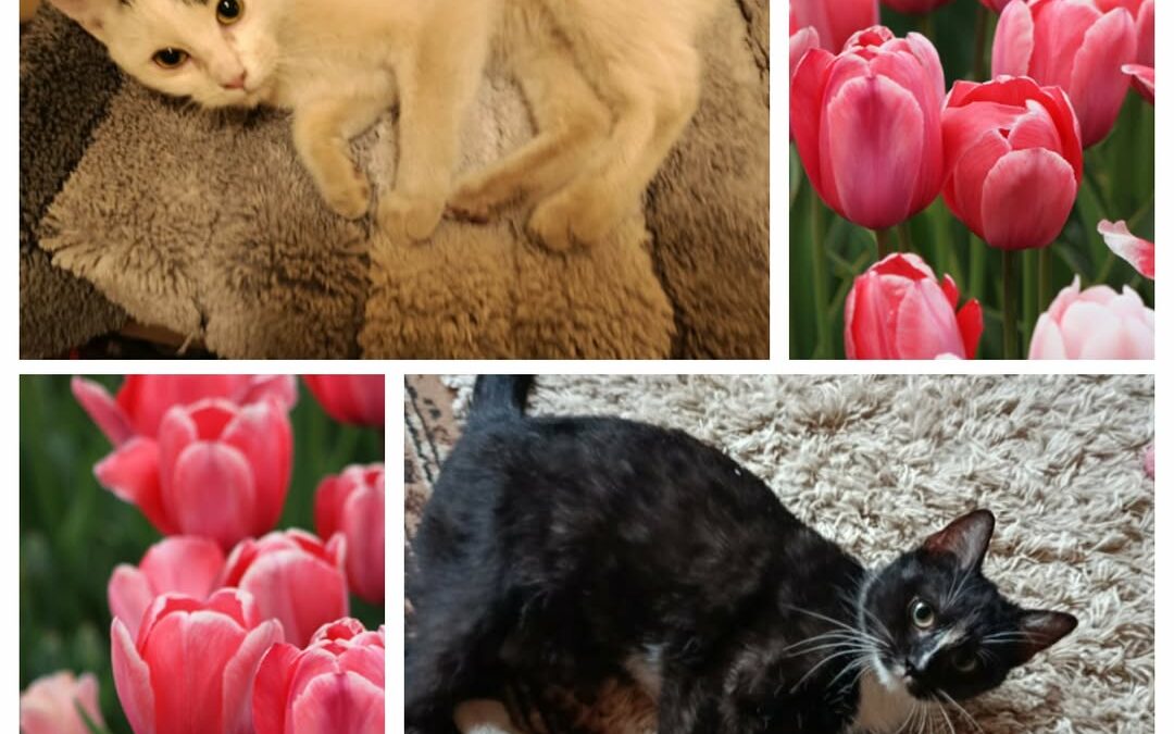 PROJEKT FELITI KASTRUJE – PŘÍBĚH č. 9902-9903

Zde můžete přečíst příběh paní Do…