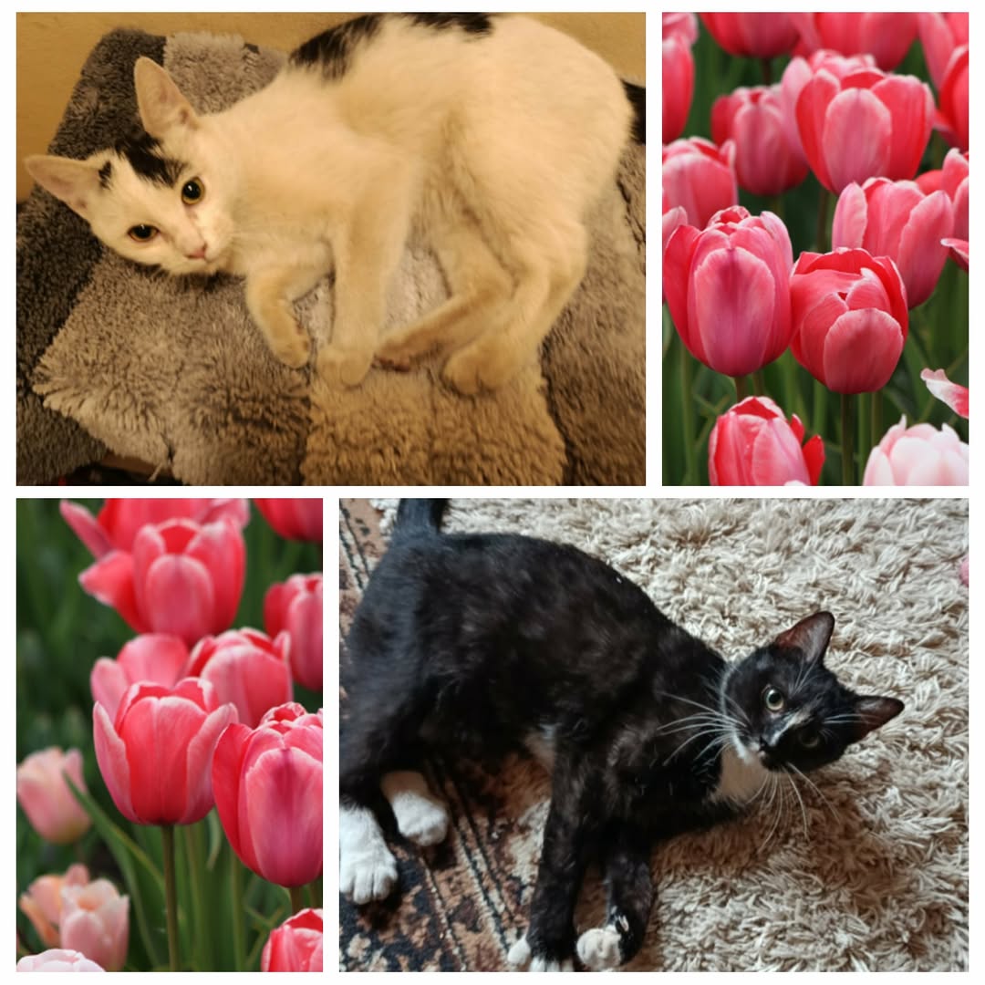 PROJEKT FELITI KASTRUJE – PŘÍBĚH č. 9902-9903

Zde můžete přečíst příběh paní Do...