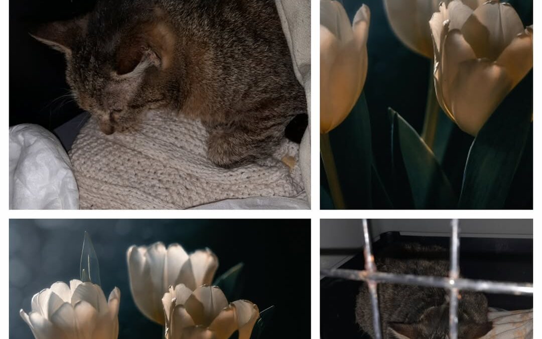 PROJEKT FELITI KASTRUJE – PŘÍBĚH č. 9904

V Královéhradeckém kraji ještě chvíli …