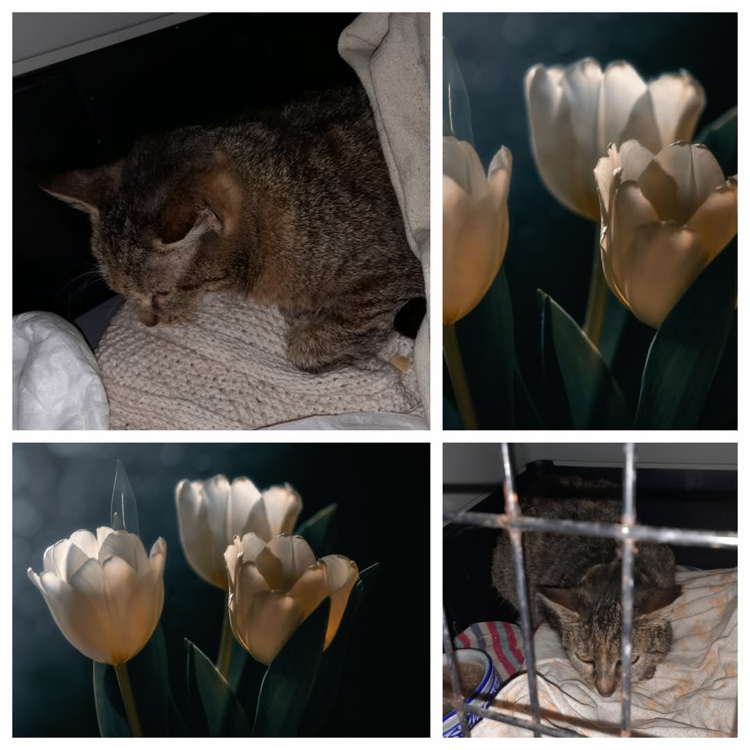 PROJEKT FELITI KASTRUJE – PŘÍBĚH č. 9904

V Královéhradeckém kraji ještě chvíli ...