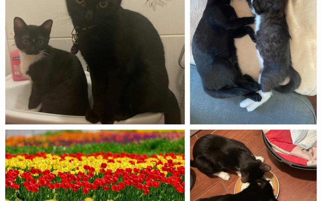 PROJEKT FELITI KASTRUJE – PŘÍBĚH č. 9905-9906

V Libereckém kraji potřebovala ny…