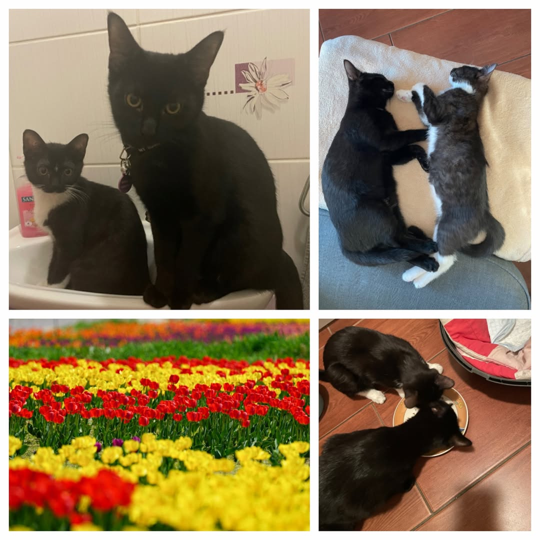 PROJEKT FELITI KASTRUJE – PŘÍBĚH č. 9905-9906

V Libereckém kraji potřebovala ny...