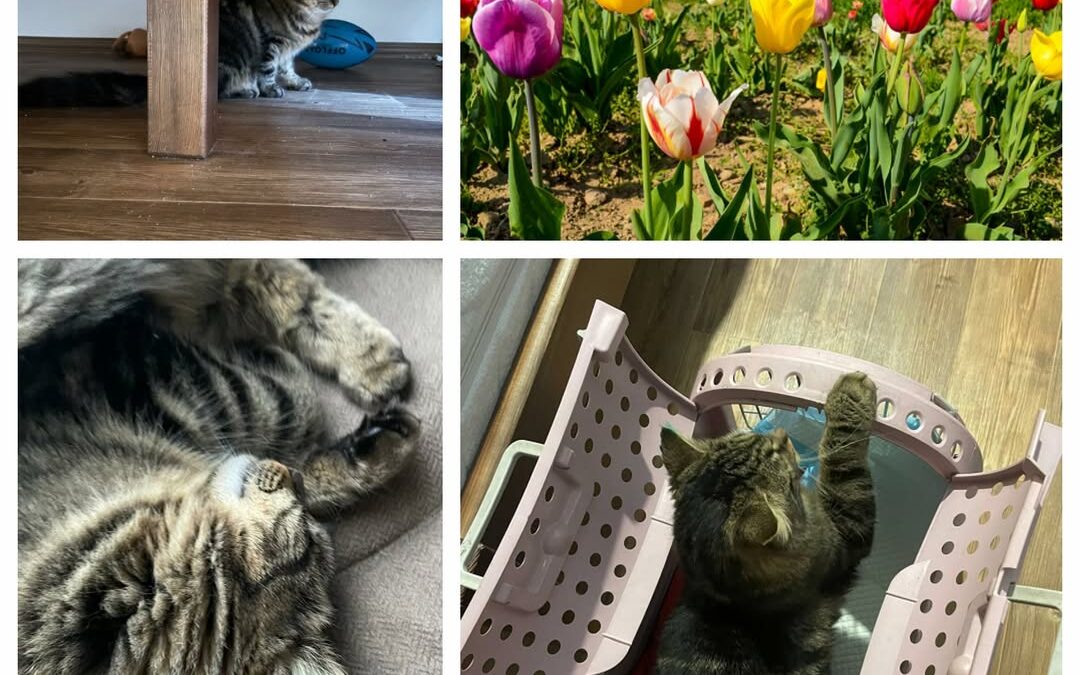 PROJEKT FELITI KASTRUJE – PŘÍBĚH č. 9907

V létě na Liberecku zachránila vyhozen…