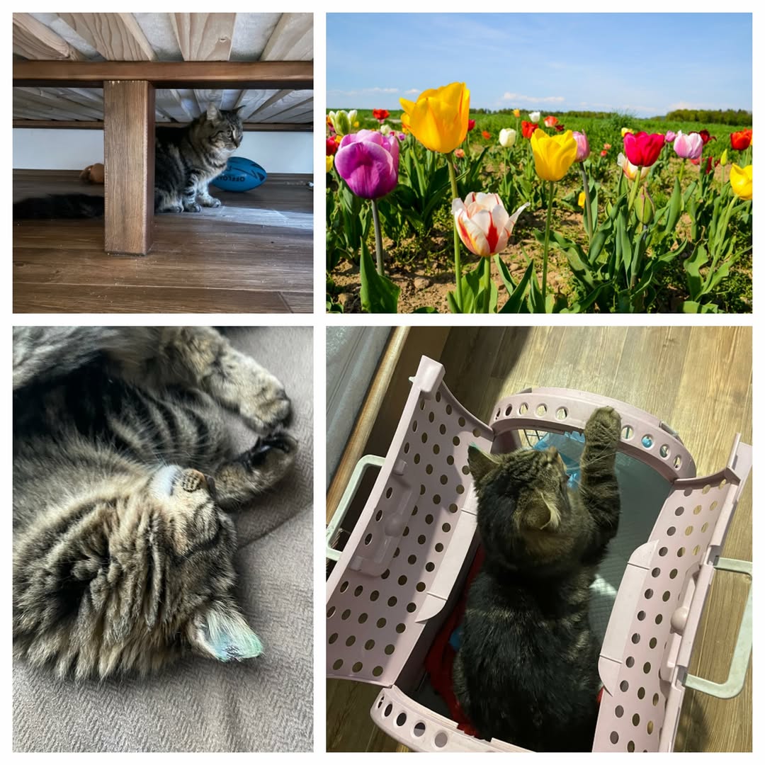 PROJEKT FELITI KASTRUJE – PŘÍBĚH č. 9907

V létě na Liberecku zachránila vyhozen...