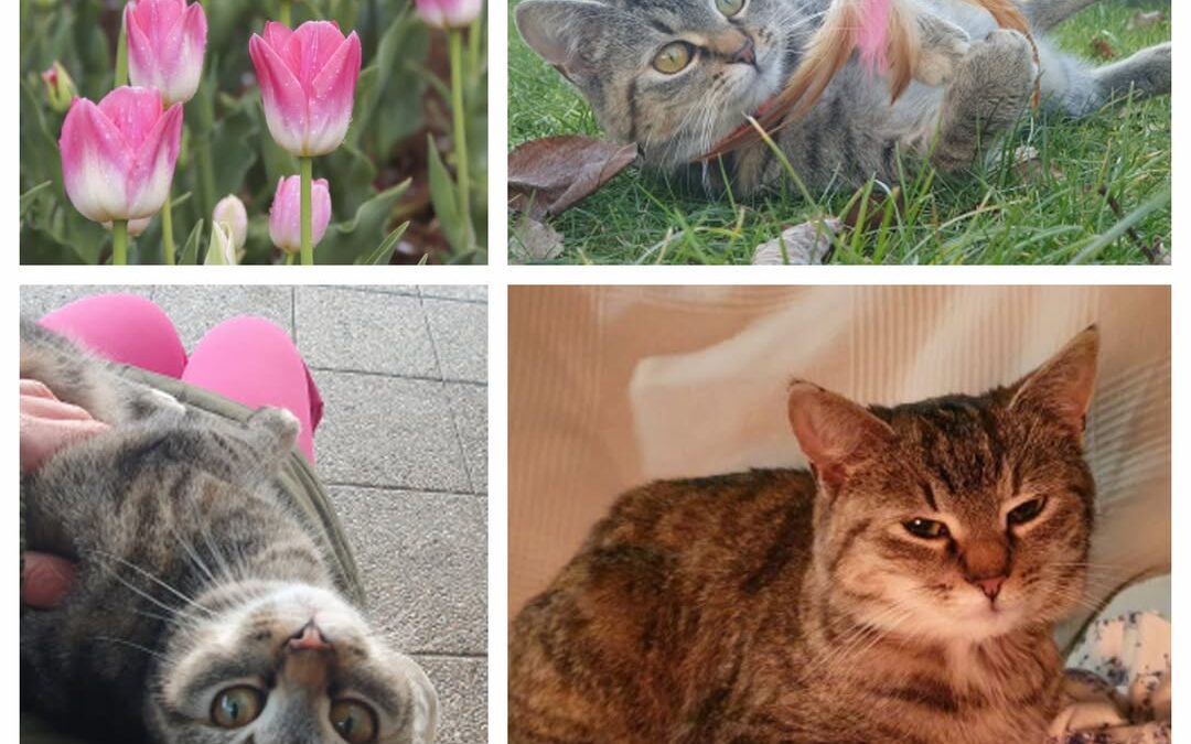 PROJEKT FELITI KASTRUJE – PŘÍBĚH č. 9908

Další naše pomoc směřovala k paní Mich…