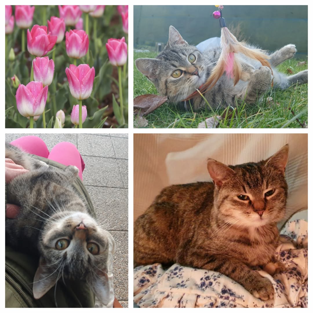 PROJEKT FELITI KASTRUJE – PŘÍBĚH č. 9908

Další naše pomoc směřovala k paní Mich...