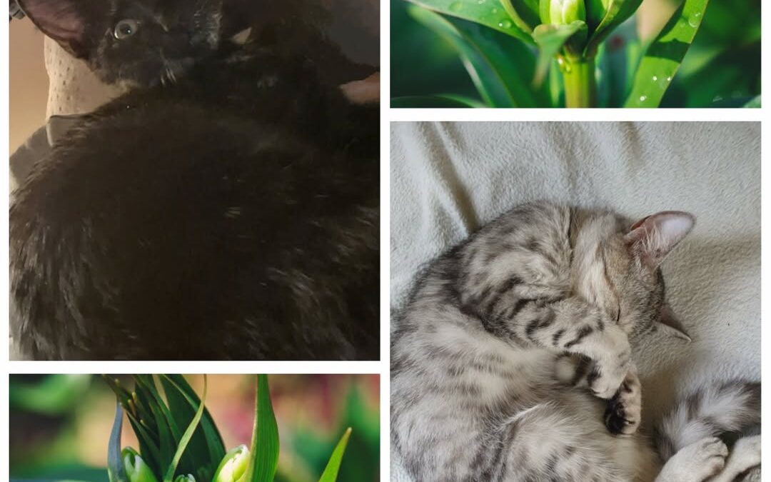 PROJEKT FELITI KASTRUJE – PŘÍBĚH č. 9909-9910

Paní Eva byla další, kdo se na ná…