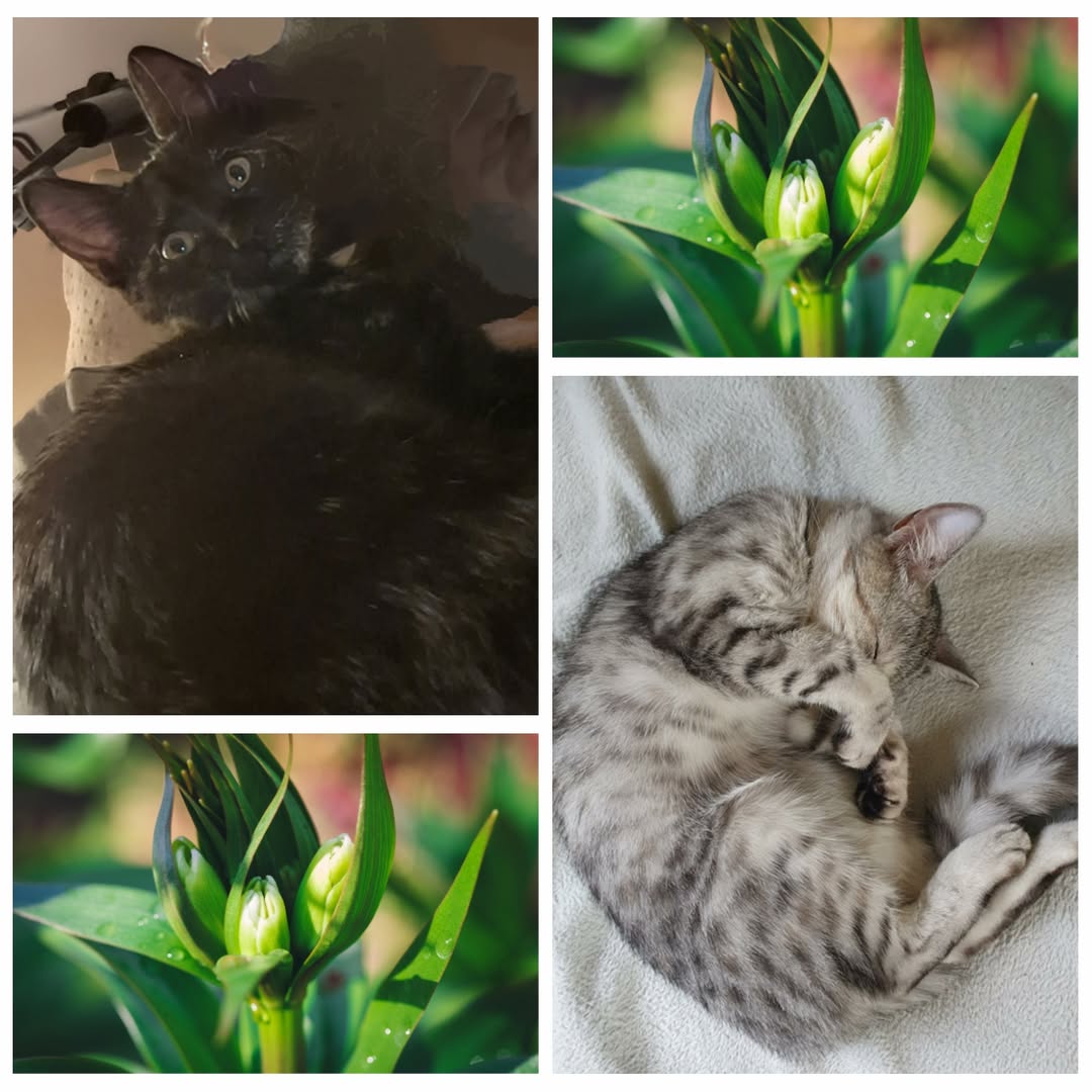 PROJEKT FELITI KASTRUJE – PŘÍBĚH č. 9909-9910

Paní Eva byla další, kdo se na ná...