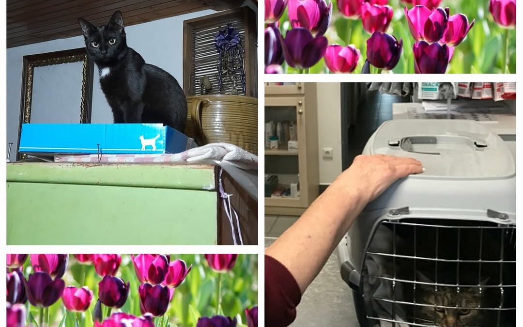 PROJEKT FELITI KASTRUJE – PŘÍBĚH č. 9911-9912

Na Liberecku ještě chvíli zůstane…