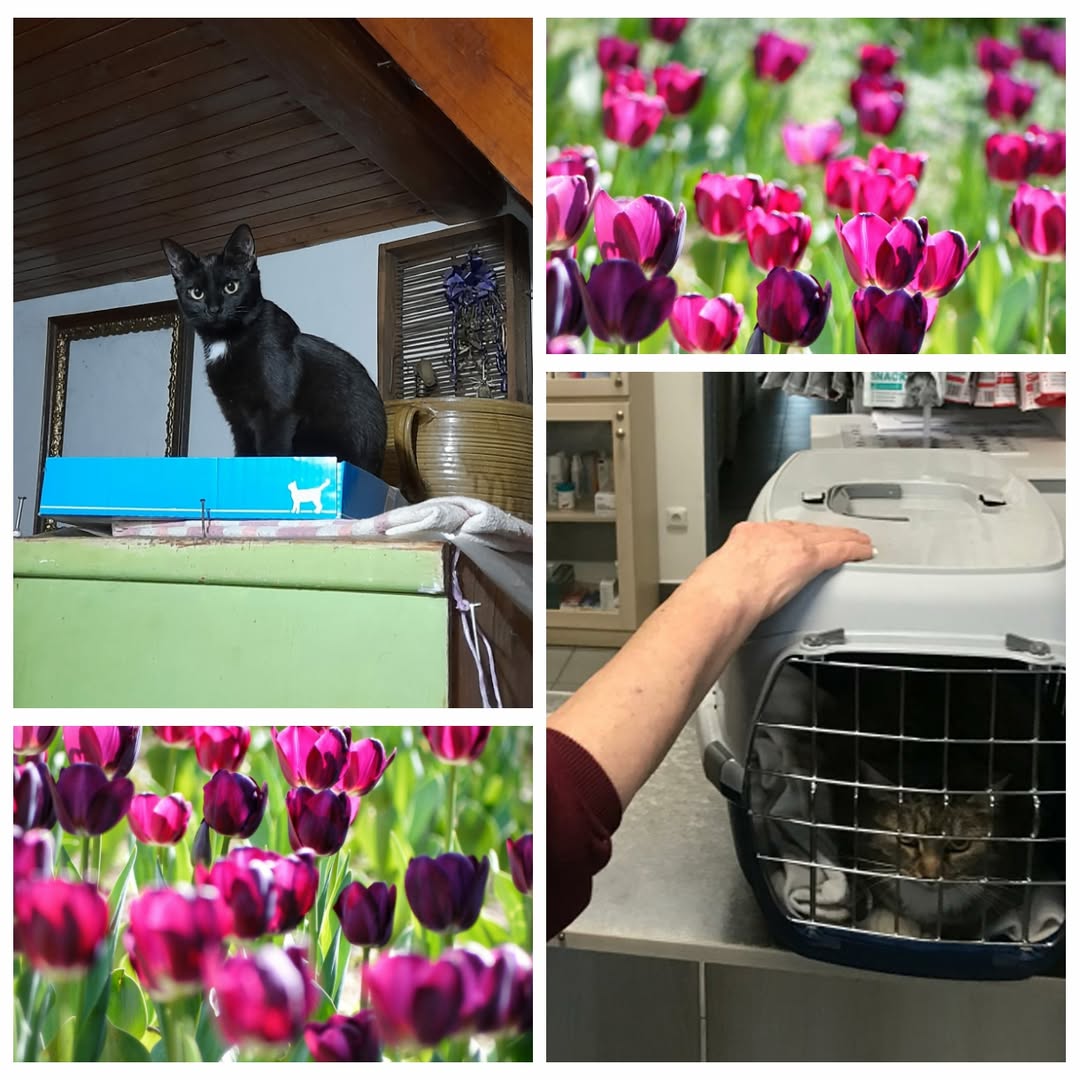 PROJEKT FELITI KASTRUJE – PŘÍBĚH č. 9911-9912

Na Liberecku ještě chvíli zůstane...