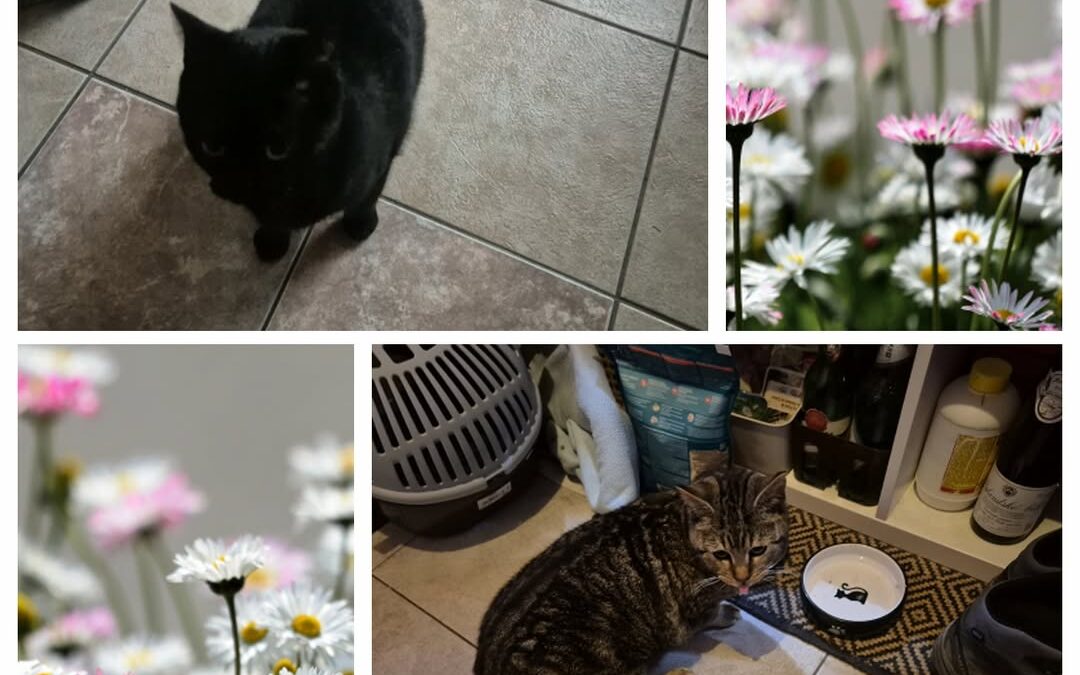 PROJEKT FELITI KASTRUJE – PŘÍBĚH č. 9913-9914

Příběh pana Milana nás zavede do …