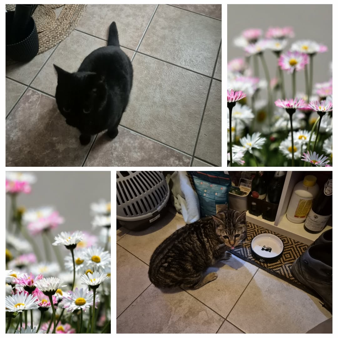 PROJEKT FELITI KASTRUJE – PŘÍBĚH č. 9913-9914

Příběh pana Milana nás zavede do ...