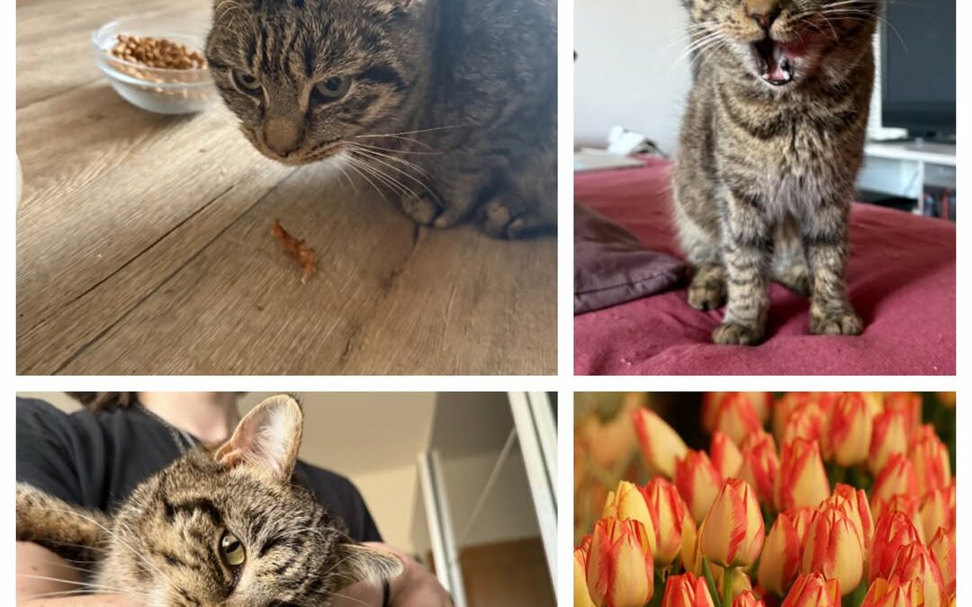 PROJEKT FELITI KASTRUJE – PŘÍBĚH č. 9915

Další pomoc směřovala do Prahy 12 k pa…