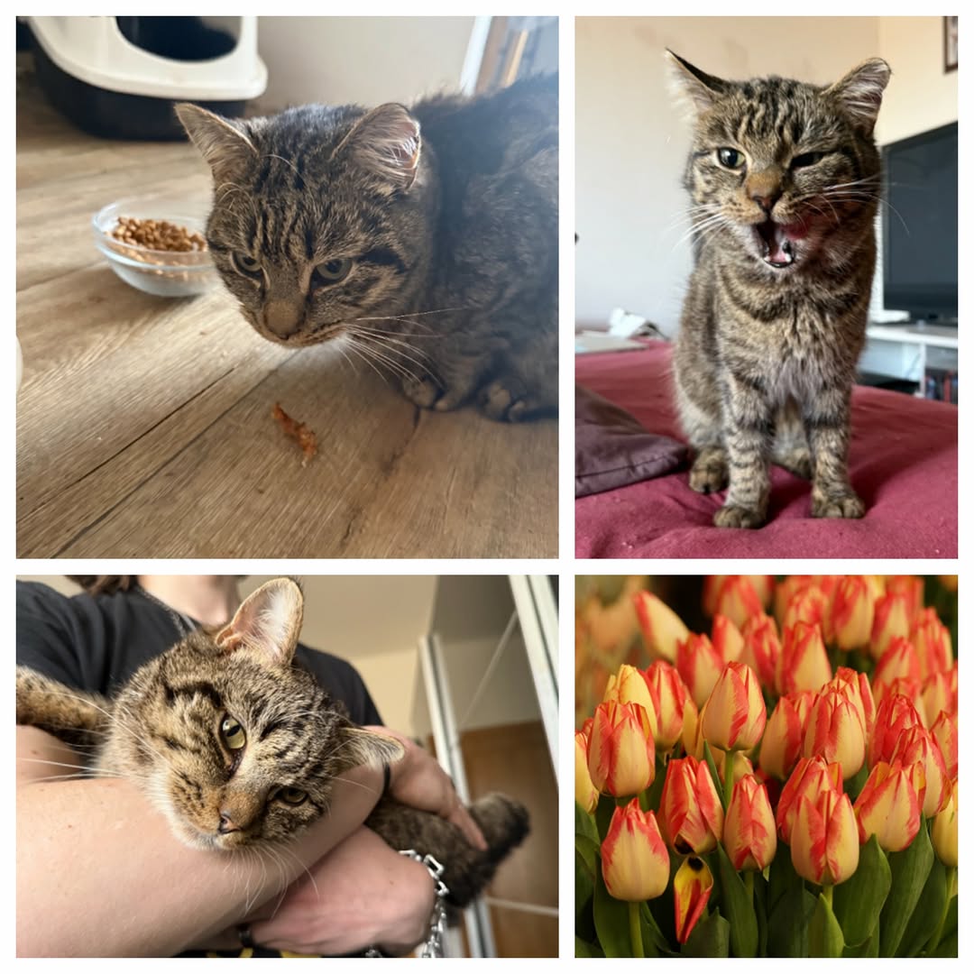 PROJEKT FELITI KASTRUJE – PŘÍBĚH č. 9915

Další pomoc směřovala do Prahy 12 k pa...