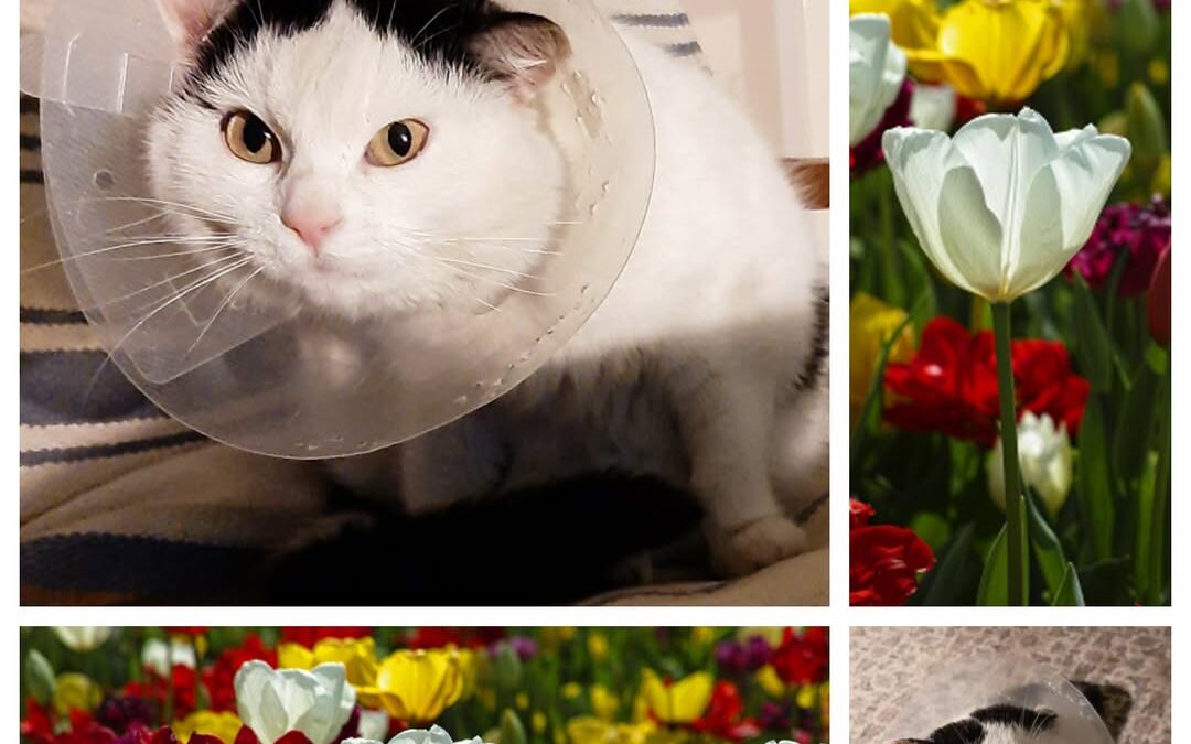 PROJEKT FELITI KASTRUJE – PŘÍBĚH č. 9916

Na Mladoboleslavsku jsme pomohli panu …