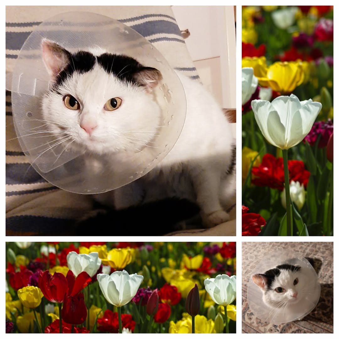 PROJEKT FELITI KASTRUJE – PŘÍBĚH č. 9916

Na Mladoboleslavsku jsme pomohli panu ...