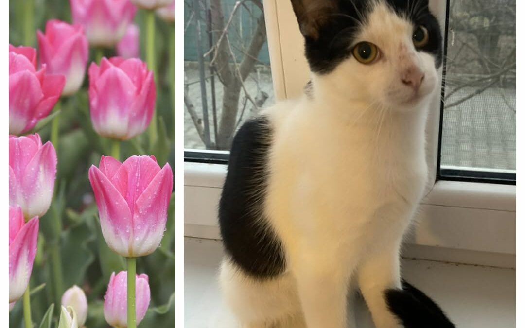 PROJEKT FELITI KASTRUJE – PŘÍBĚH č. 9917

Zde se na nás obrátila paní Zuzana s t…