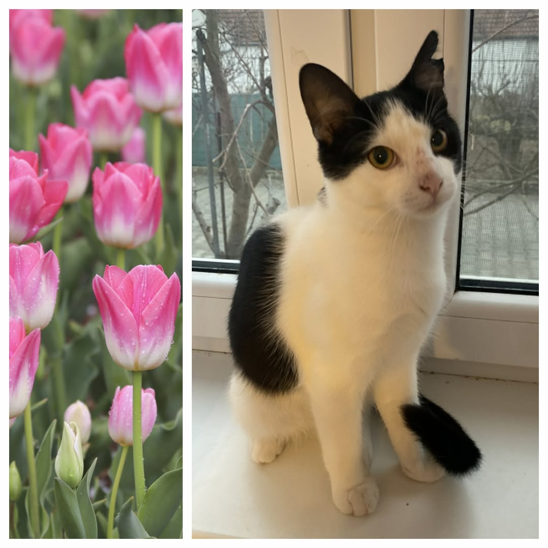 PROJEKT FELITI KASTRUJE – PŘÍBĚH č. 9917

Zde se na nás obrátila paní Zuzana s t...