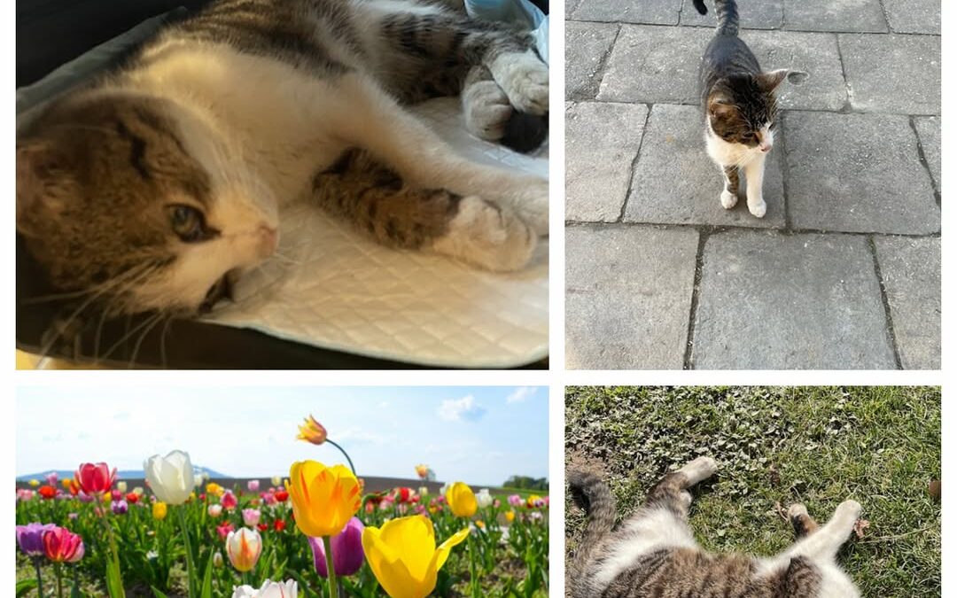 PROJEKT FELITI KASTRUJE – PŘÍBĚH č. 9918

Těší nás číst příběhy jako je tento od…